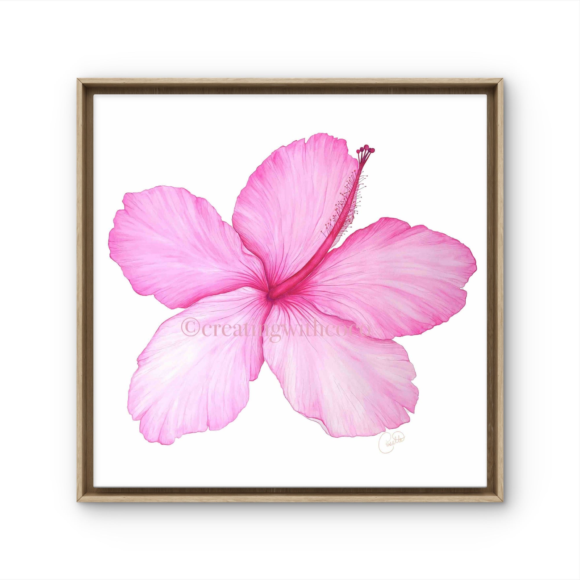 Seminole Pink Hibiscus