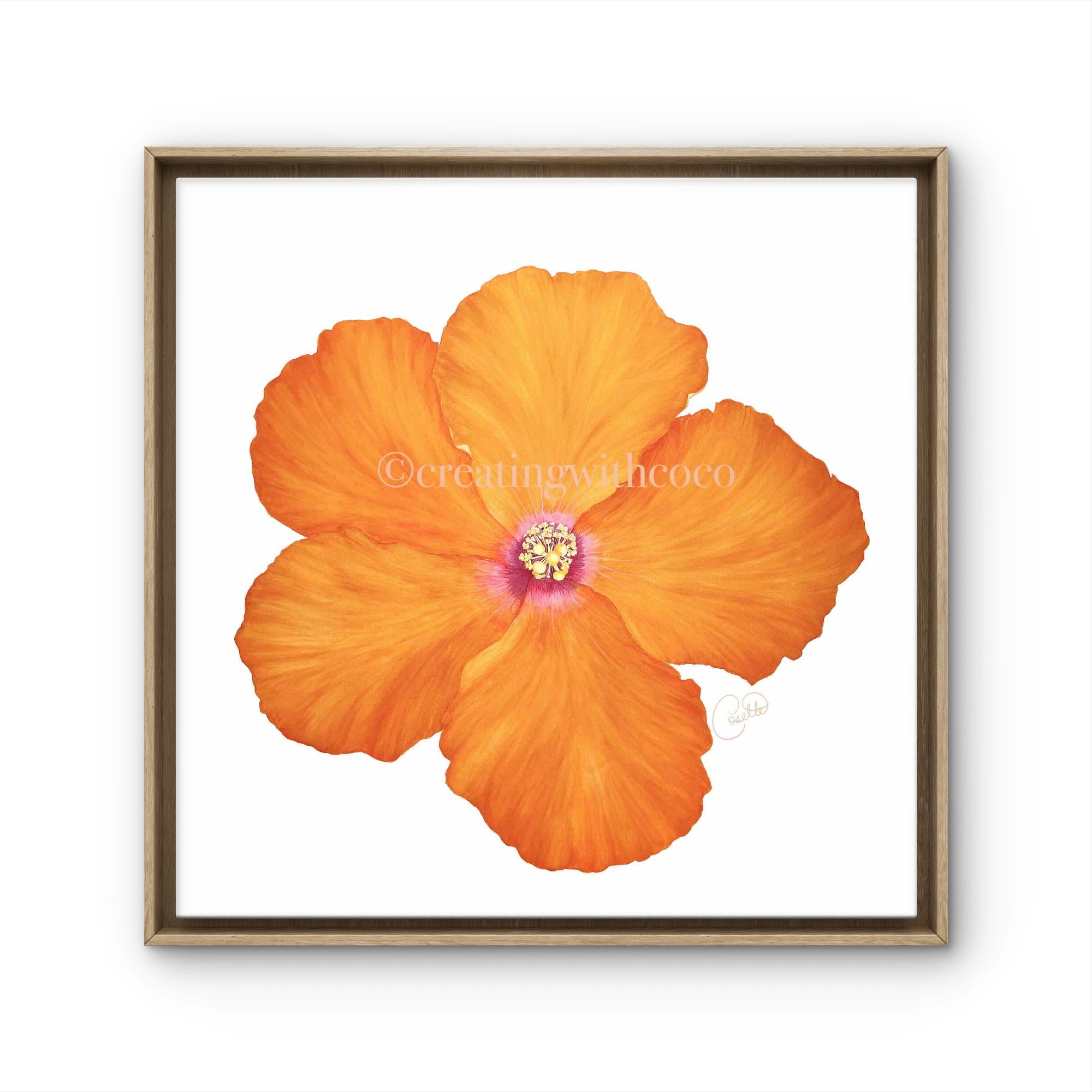 Hollywood Hibiscus
