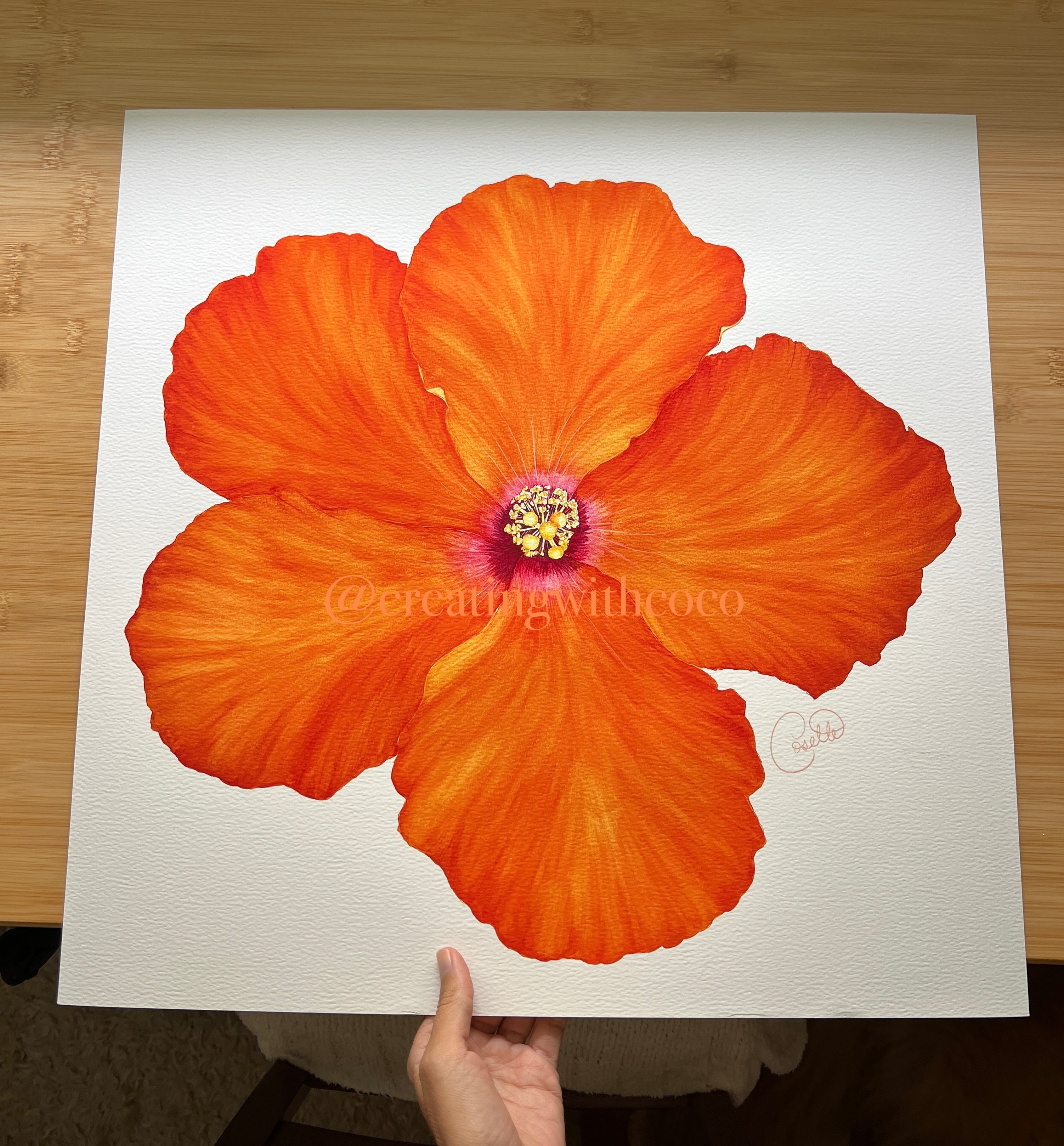 Hollywood Hibiscus