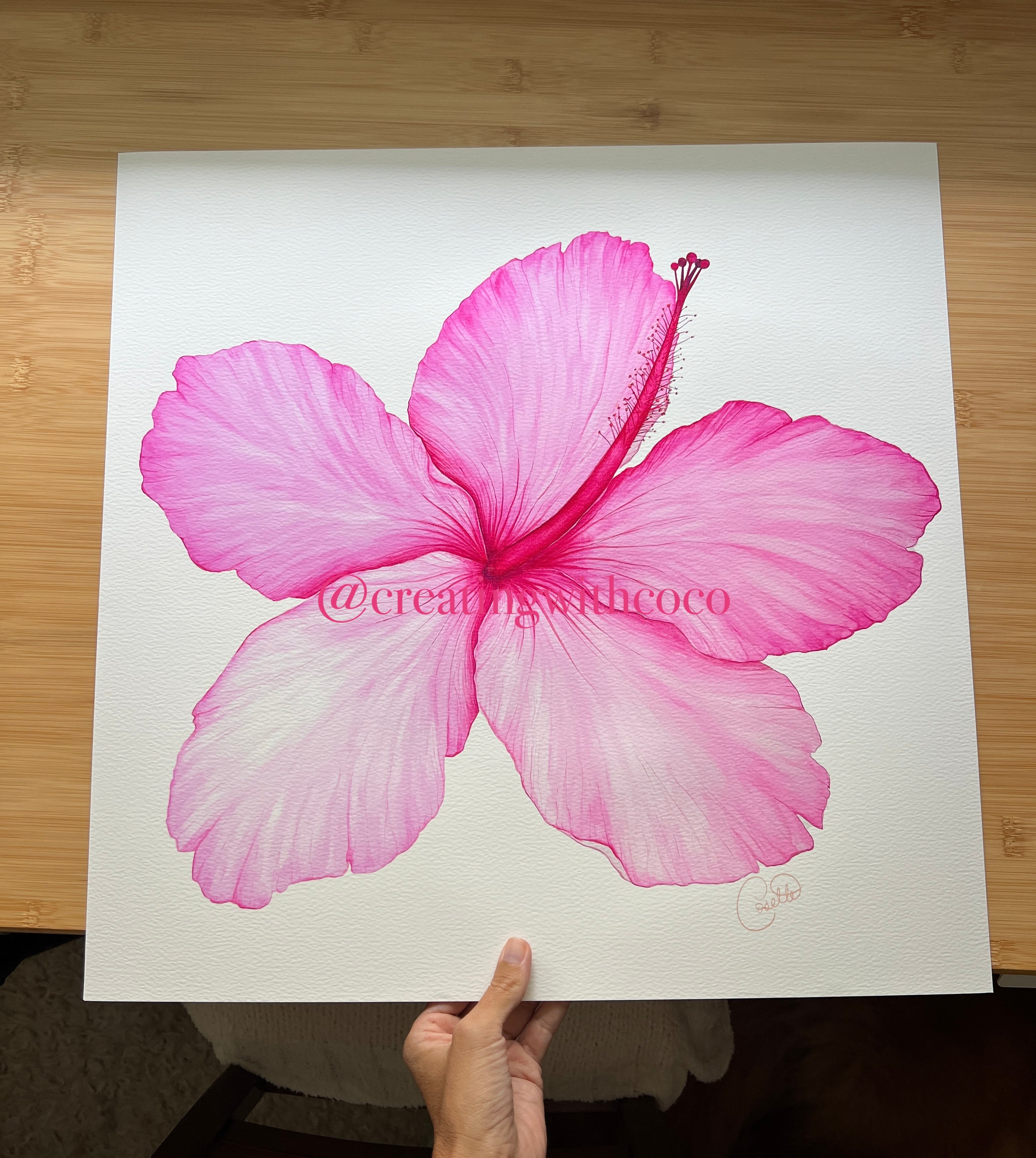 Seminole Pink Hibiscus